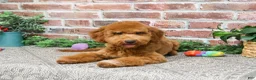 Mini Goldendoodle dogs for sale: Victoria  - Ad 6