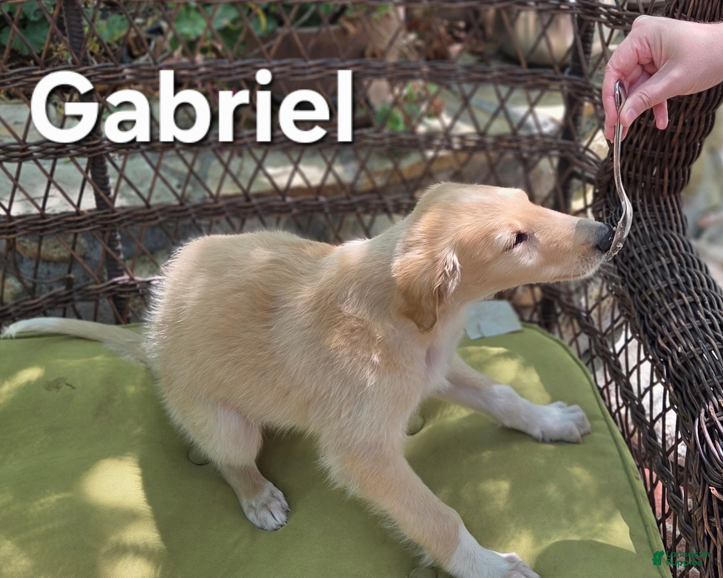 Borzoi dogs Gabriel - Ad 1