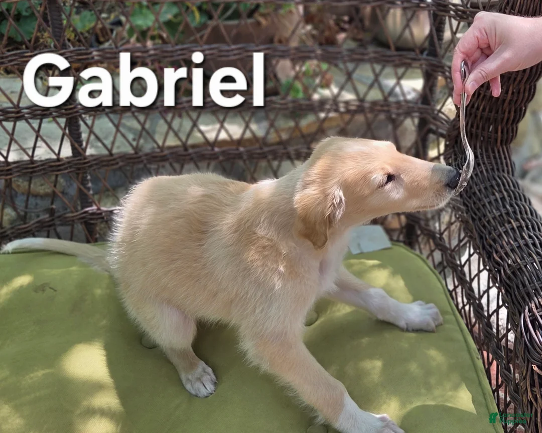 Borzoi dogs for sale: Gabriel-APRI-Pedigree - Ad 2