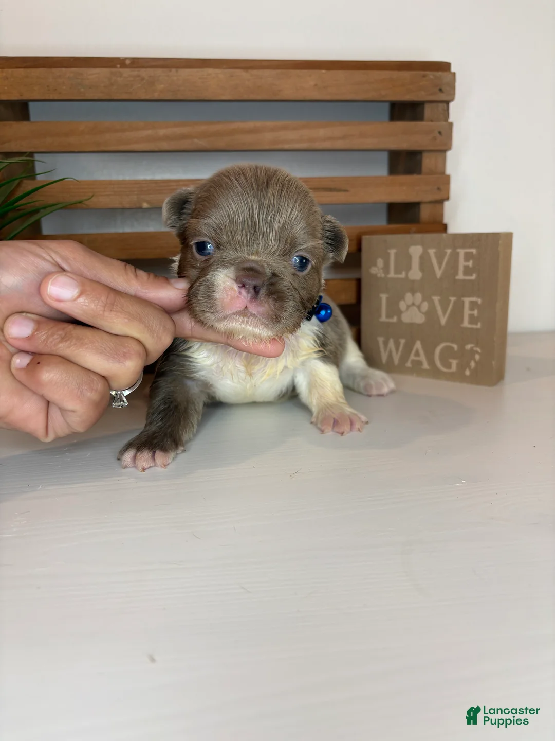 French Bulldog dogs for sale: Chance  - Ad 1