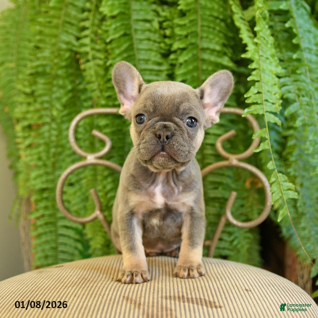 French Bulldog dogs for sale: Taffy - Ad 4