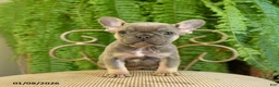 French Bulldog dogs for sale: Taffy - Ad 14