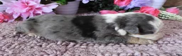 Mini Bernedoodle dogs for sale: #10 Male (Splash's) - Ad 3