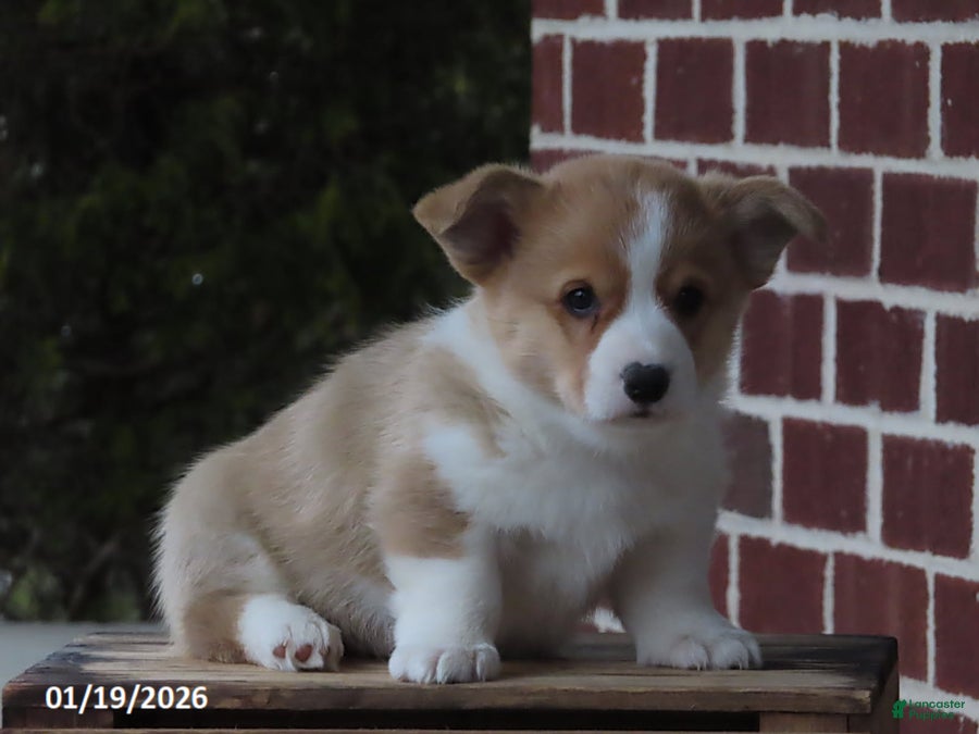 Welsh Corgi Pembroke dogs Theo - Ad 14