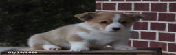 Welsh Corgi Pembroke dogs for sale: Theo - Ad 1
