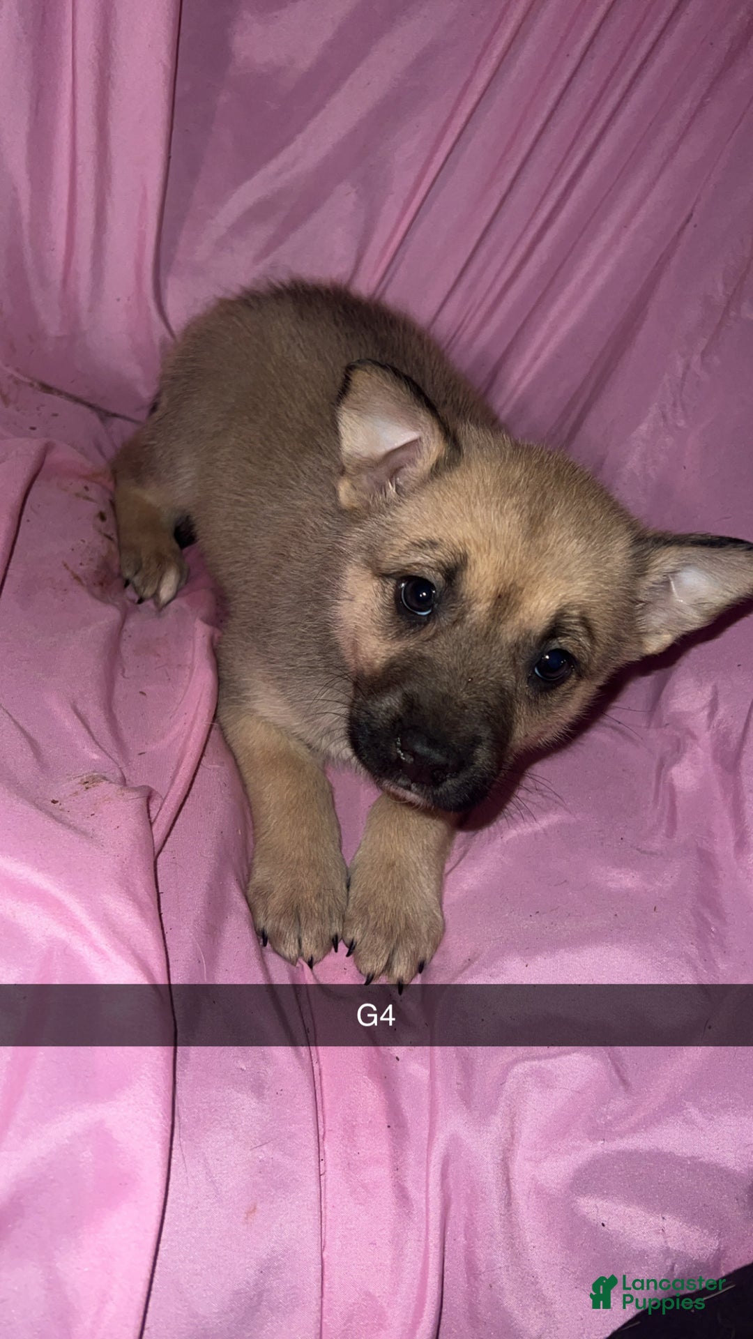 Mixed Breed dogs for sale: Girl 4 - Ad 3