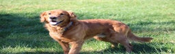 Golden Retriever dogs for sale: Golden Retriever Puppy Cameron - Ad 10