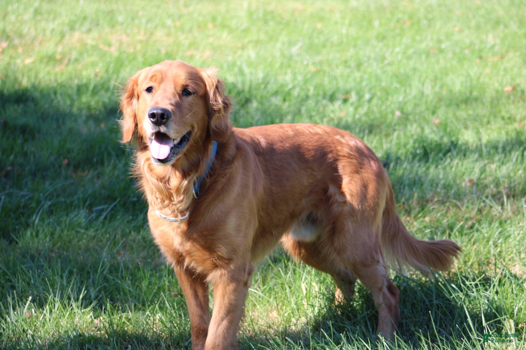 Golden Retriever dogs for sale: Golden Retriever Puppy Cameron - Ad 10
