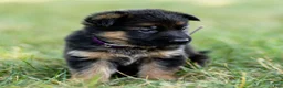 German Shepherd dogs for sale: Ziva - Ad 10