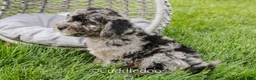 Mixed Breed dogs for sale: Valley - Ad 4