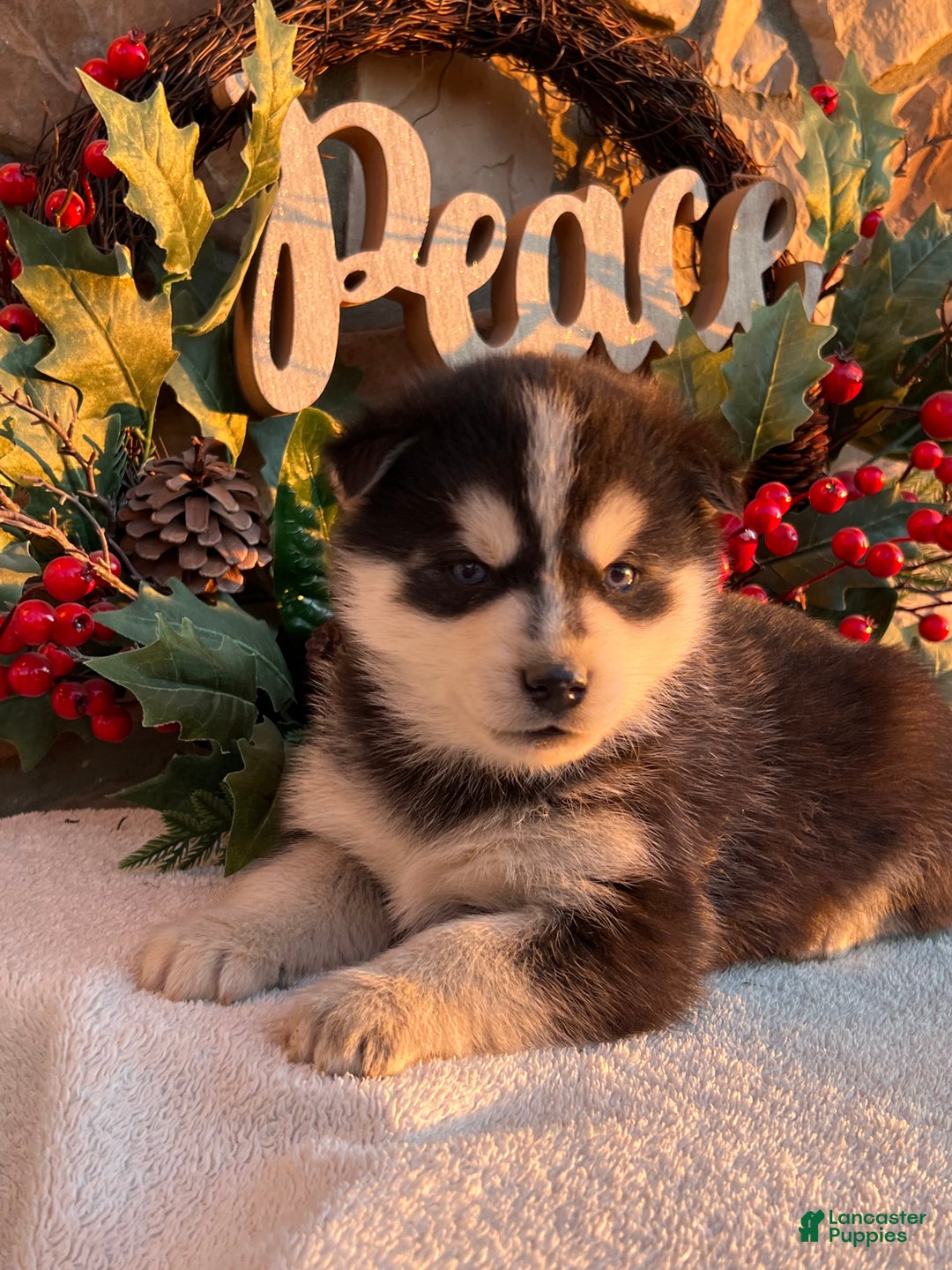 Pomsky dogs for sale: Feliz - Ad 2