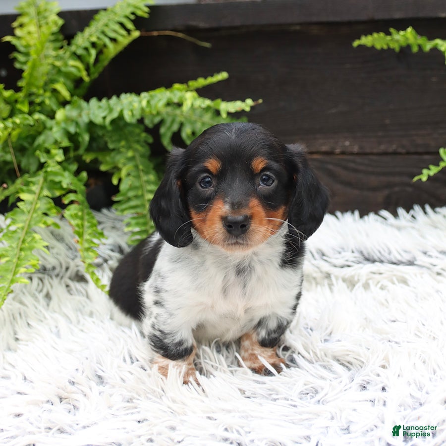 Miniature Dachshund dogs Dallas - Ad 1