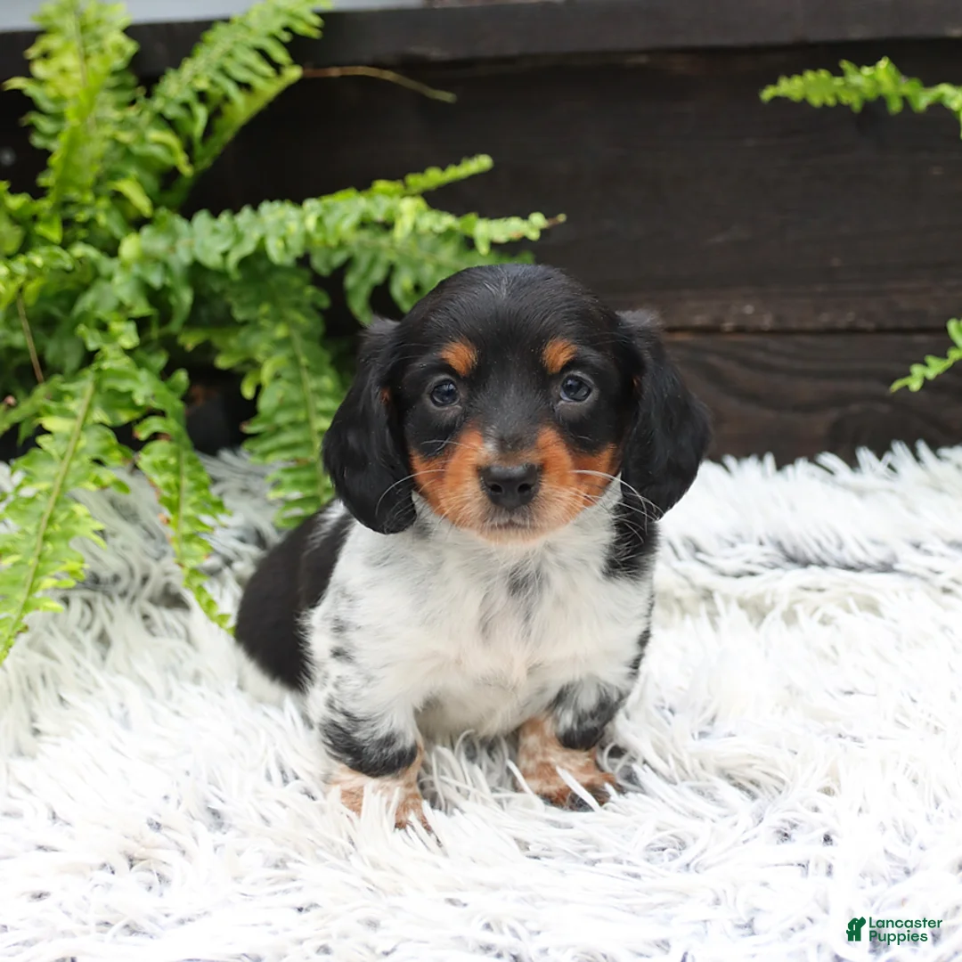 Miniature Dachshund dogs for sale: Dallas - Ad 1
