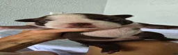 Boston Terrier dogs for sale: Boston Terrier Puppy 3 - Ad 1