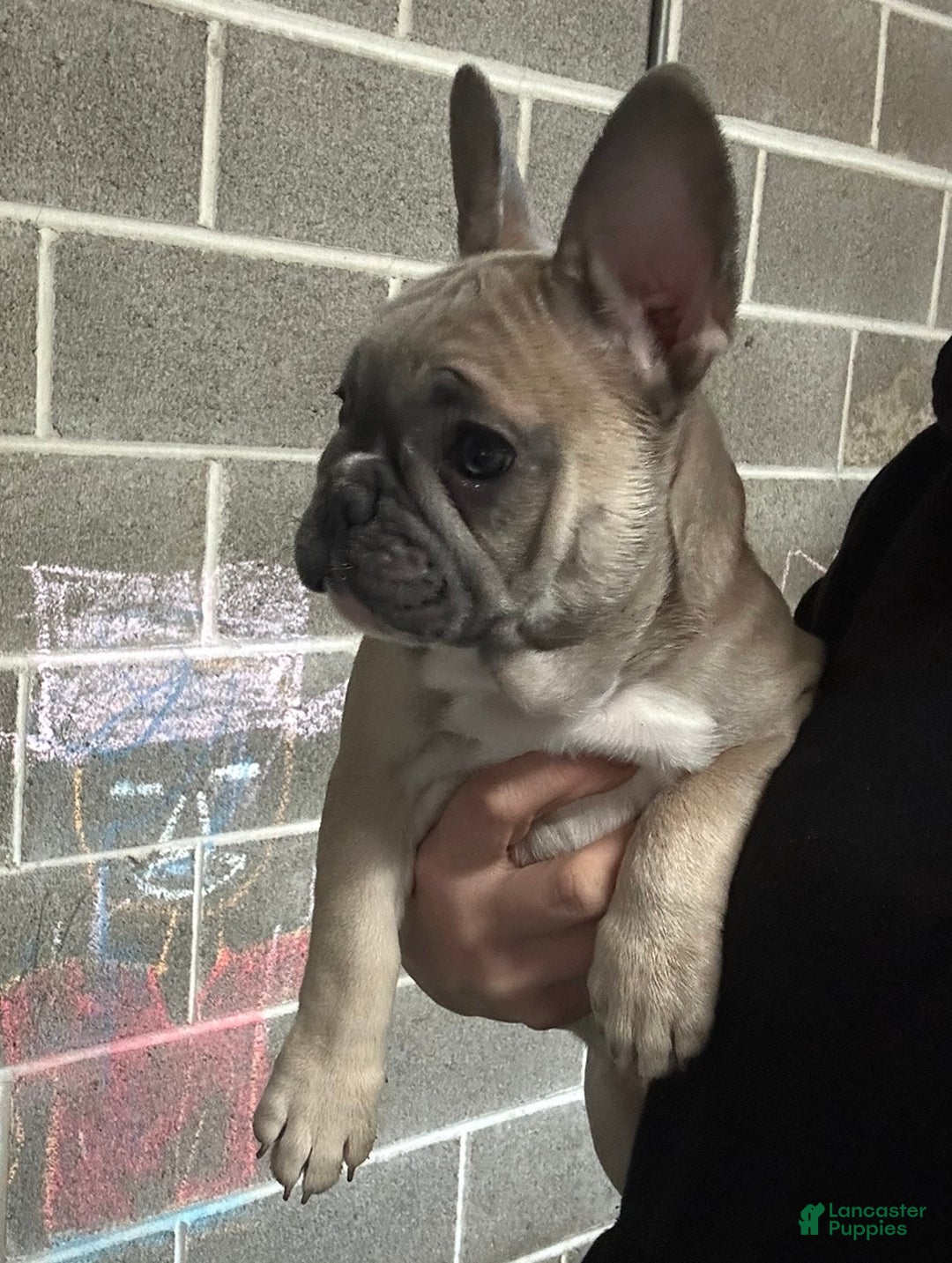 French Bulldog dogs for sale: Princess - Ad 3