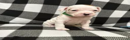 Boxer dogs for sale: Reserved...Bingo - Ad 2