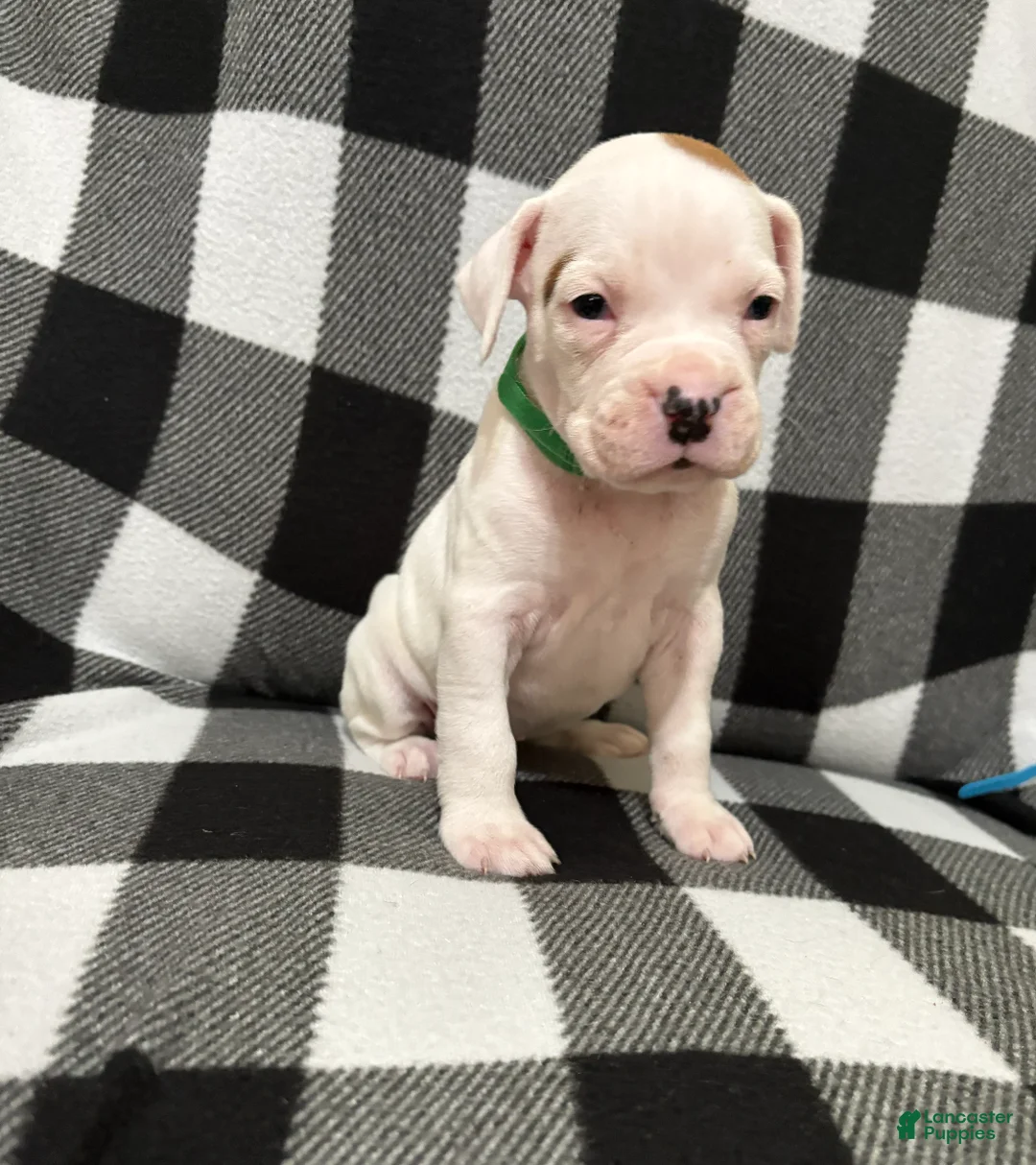 Boxer dogs for sale: Reserved...Bingo - Ad 2