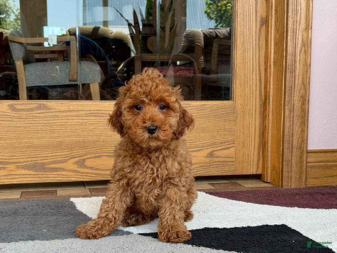 Cockapoo dogs for sale: Curtis - Ad 6