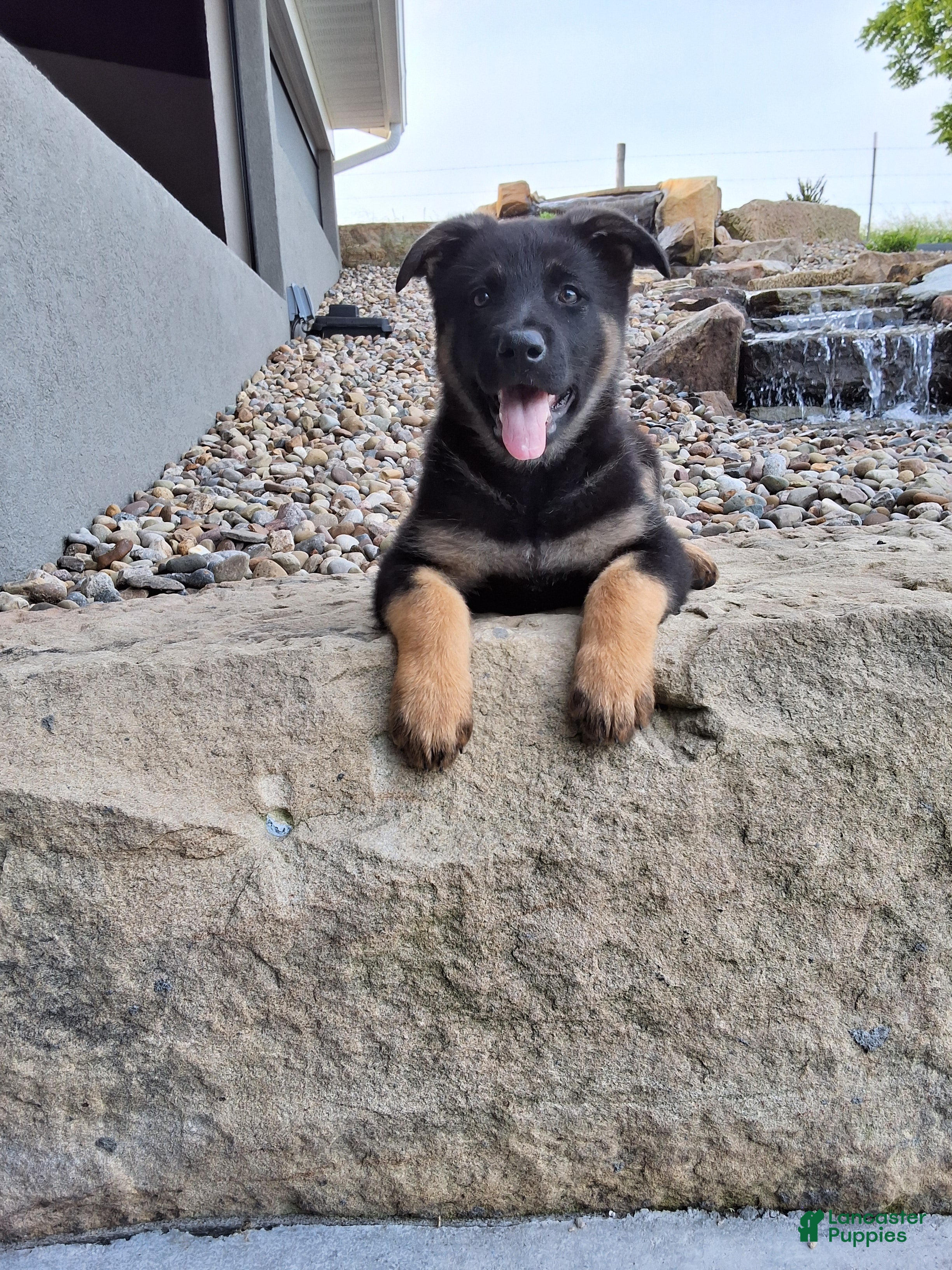 German Shepherd dogs Sasha - Ad 1