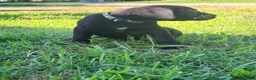 Cane Corso dogs for sale: Dean AKC green collar - Ad 10