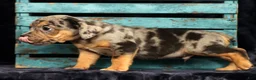 Beabull dogs for sale: Carson - Ad 8