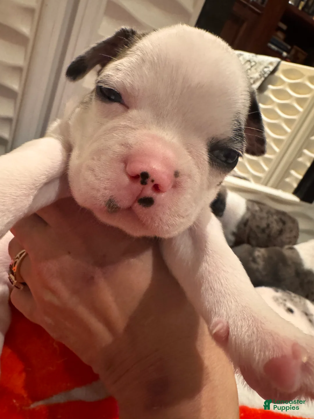 Frenchton dogs for sale: Spot - Ad 2