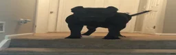 Presa Canario dogs for sale: Presa Canario 1 - Ad 10