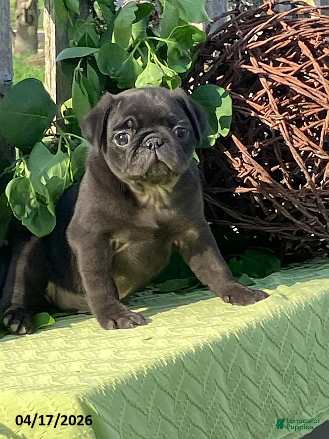 Pug dogs for sale: Lemon - Ad 1