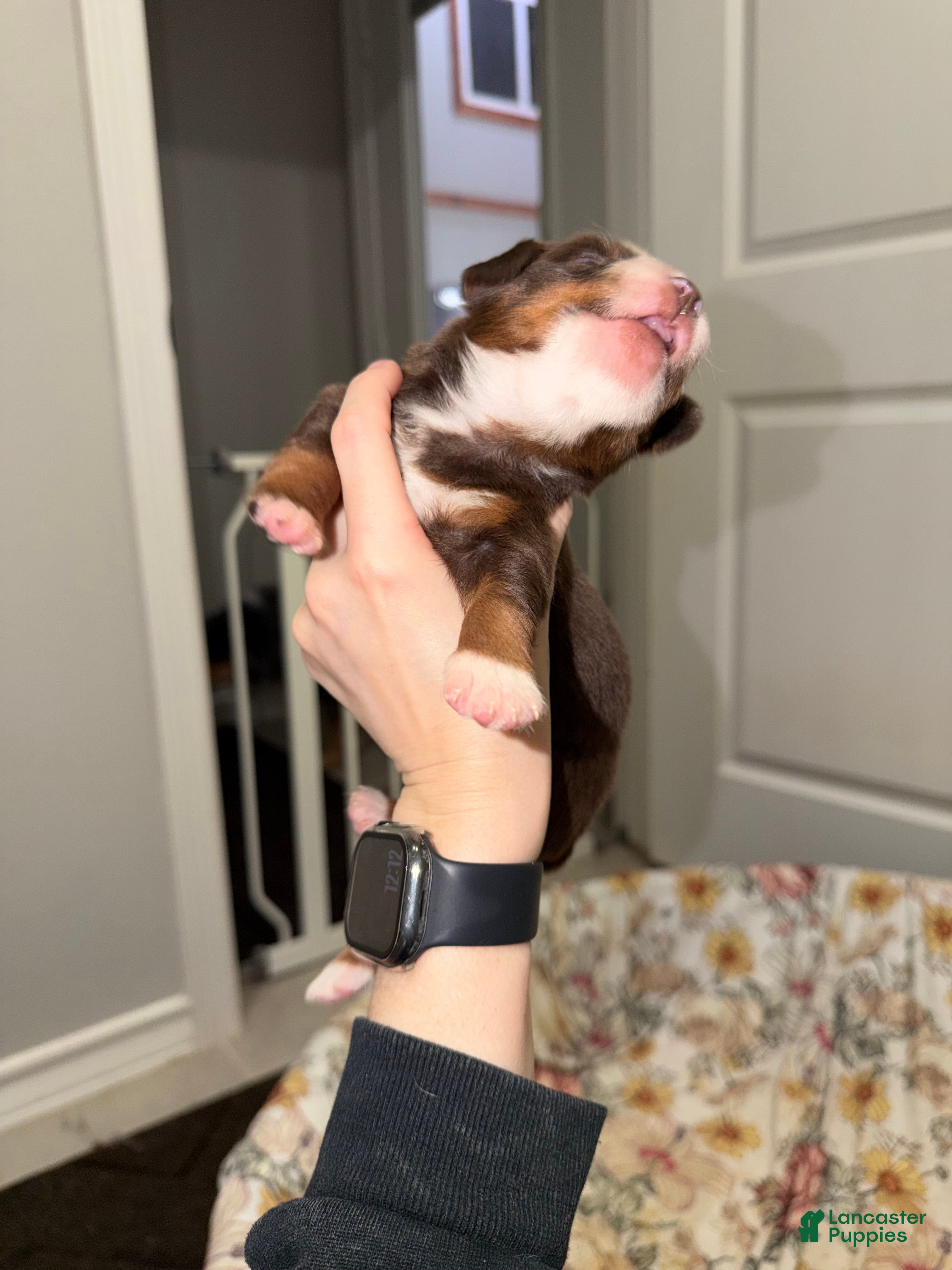 Miniature Australian Shepherd dogs Beth - Ad 31