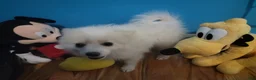 Pomeranian dogs for sale: Arcanine - Ad 5