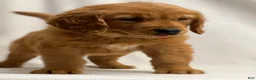 Golden Retriever dogs for sale: Golden Retriever Puppy 4 - Ad 2