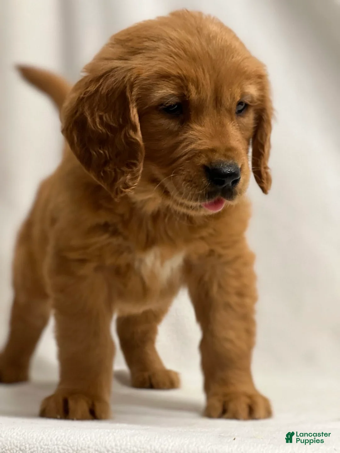 Golden Retriever dogs for sale: Golden Retriever Puppy 4 - Ad 2