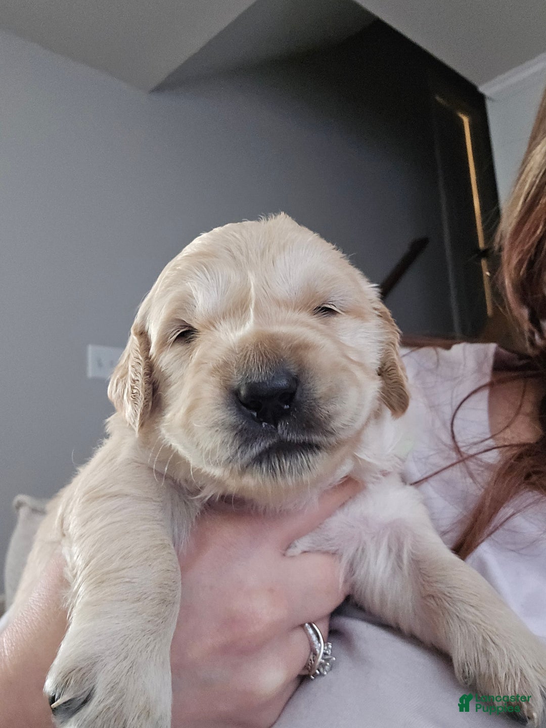 Golden Retriever dogs for sale: Golden Retriever Puppy 1 - Ad 6