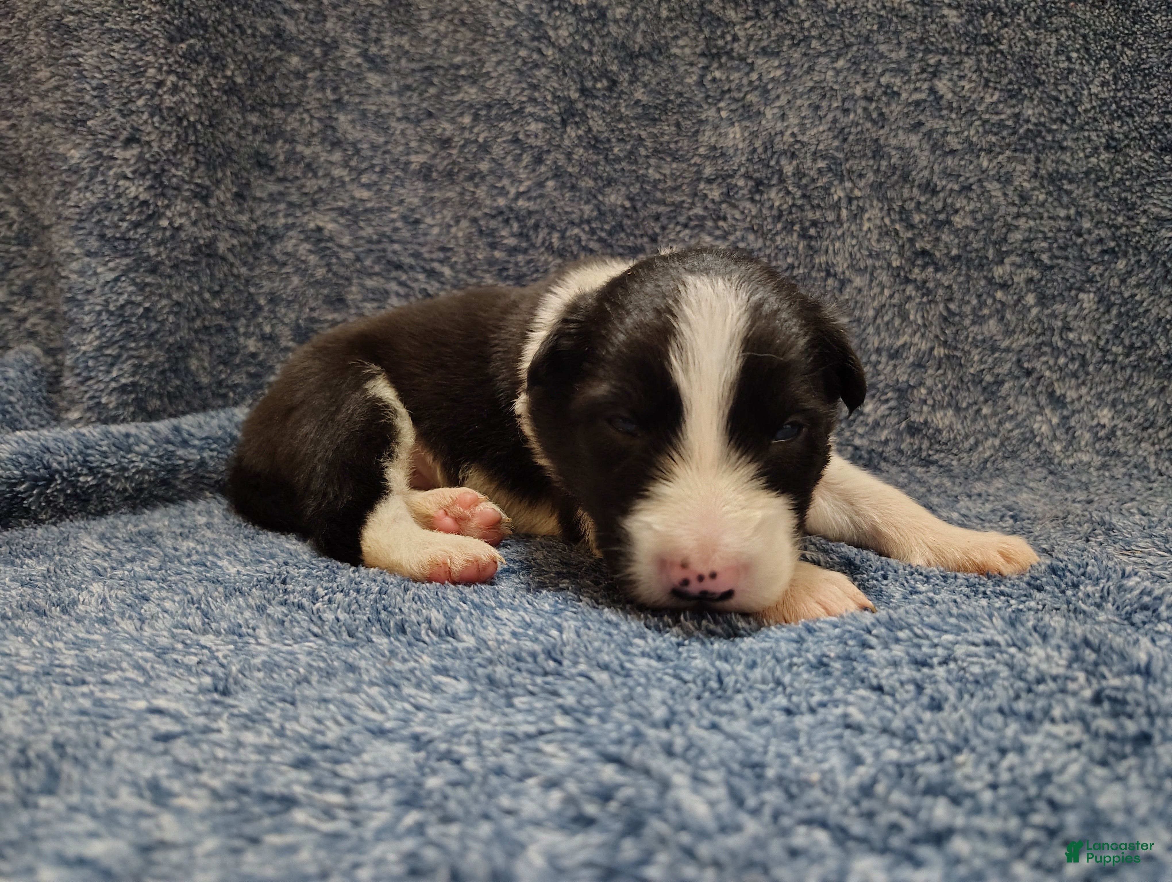 Border Collie dogs Alfie - Ad 2