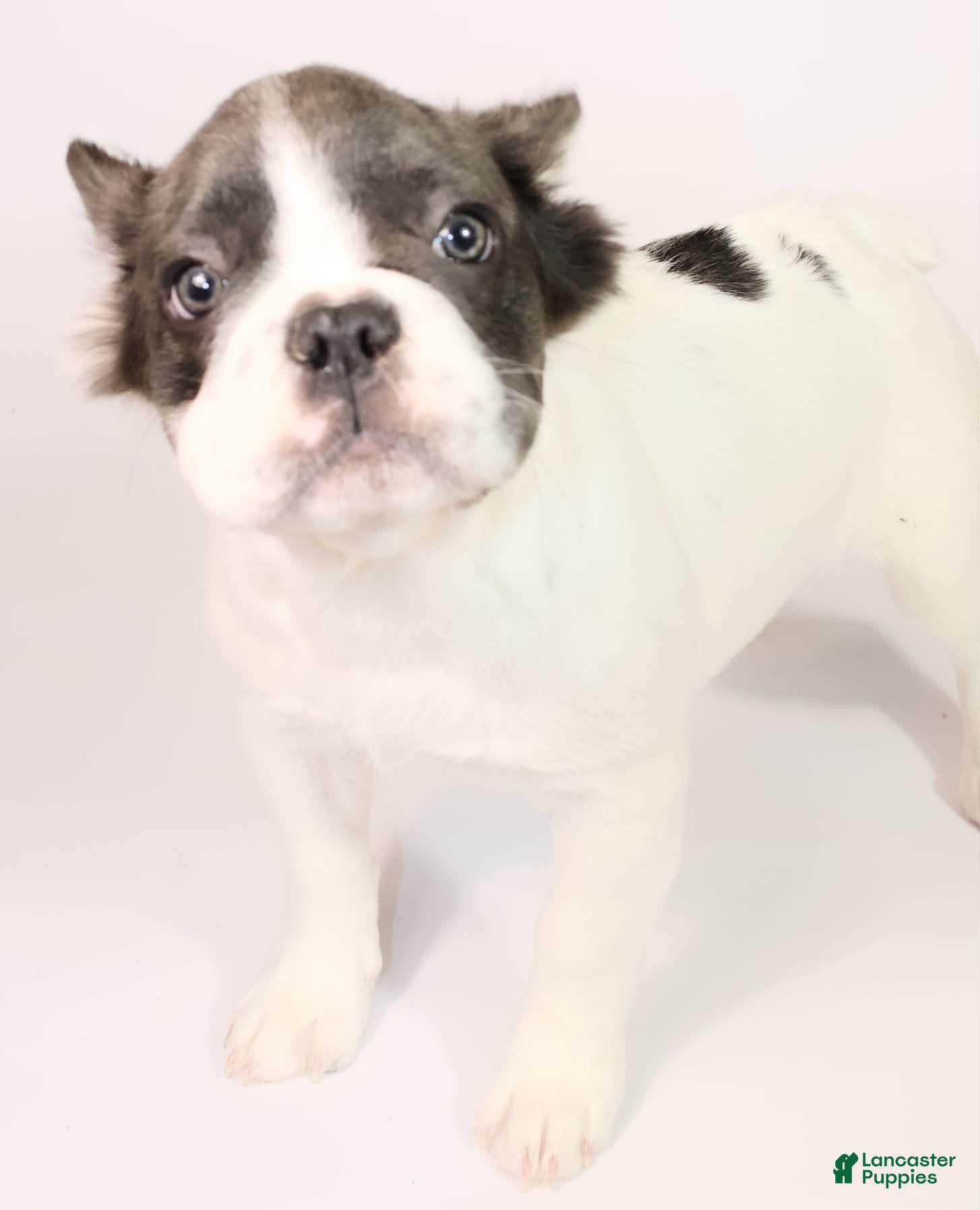 French Bulldog dogs for sale: Ally  - Ad 11