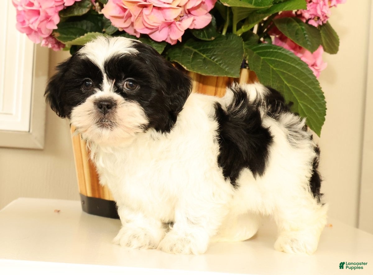 Malshi dogs Manny - Ad 1