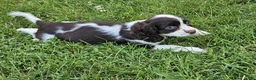 Mixed Breed dogs for sale: Kisses - Ad 6