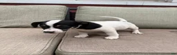 Jack Russell Terrier dogs for sale: Checkers - Ad 5