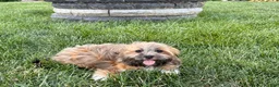Lhasa Apso dogs for sale: Gloria - Ad 3