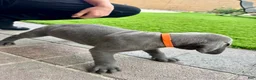 Mixed Breed dogs for sale: Mixed Breed Puppy 3 (orange)  - Ad 10