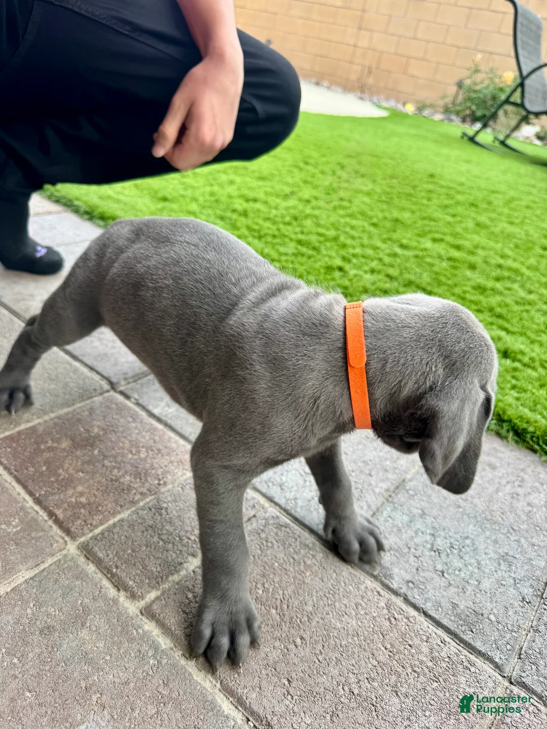 Mixed Breed dogs for sale: Mixed Breed Puppy 3 (orange)  - Ad 10