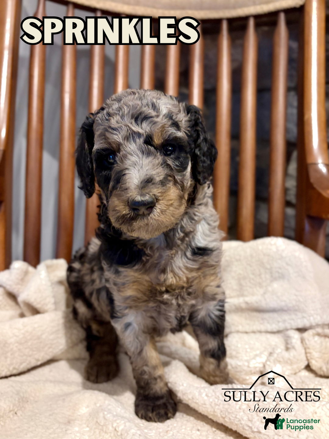 Standard Poodle dogs for sale: Sprinkles - Ad 2