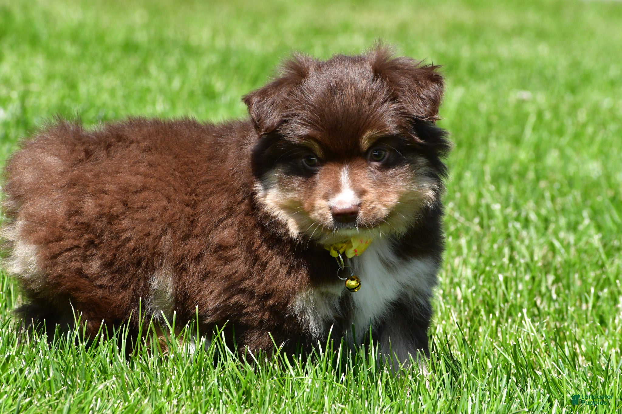 Miniature Australian Shepherd dogs for sale: Bessie - Ad 7