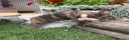 Boston Terrier dogs for sale: Kenny - Ad 8