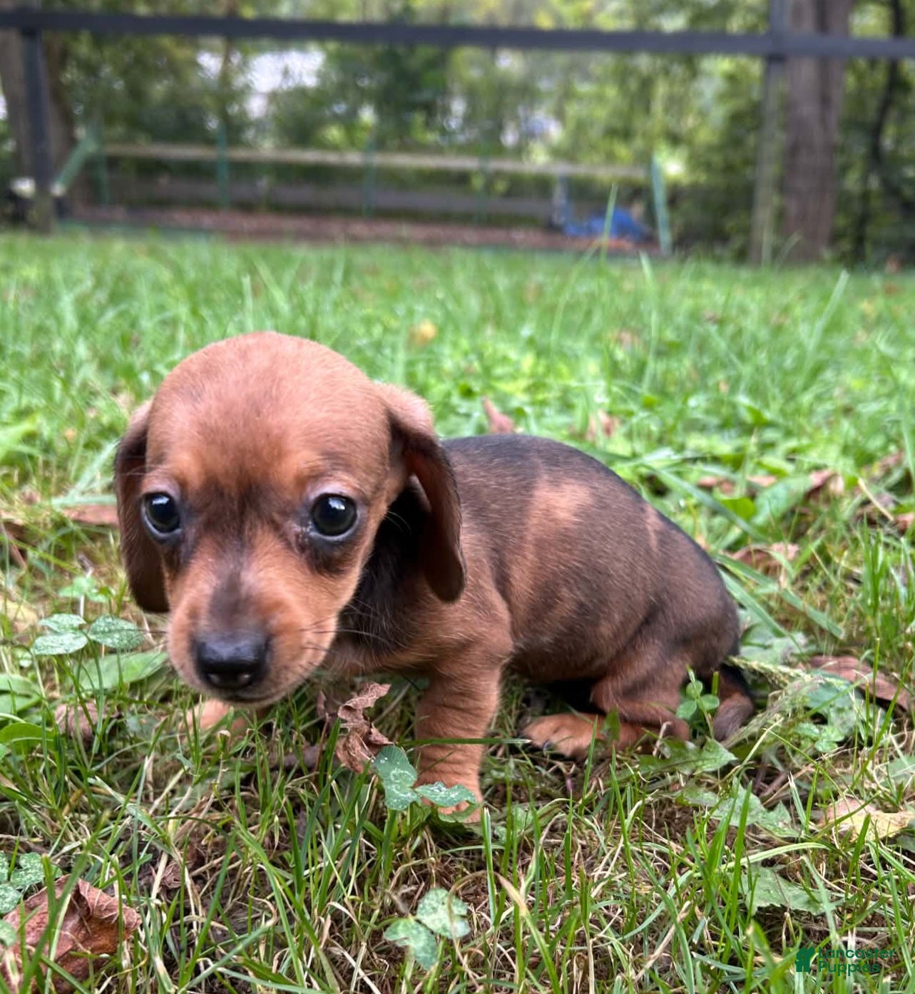 Miniature Dachshund dogs AKC Wynona delivery available  - Ad 2