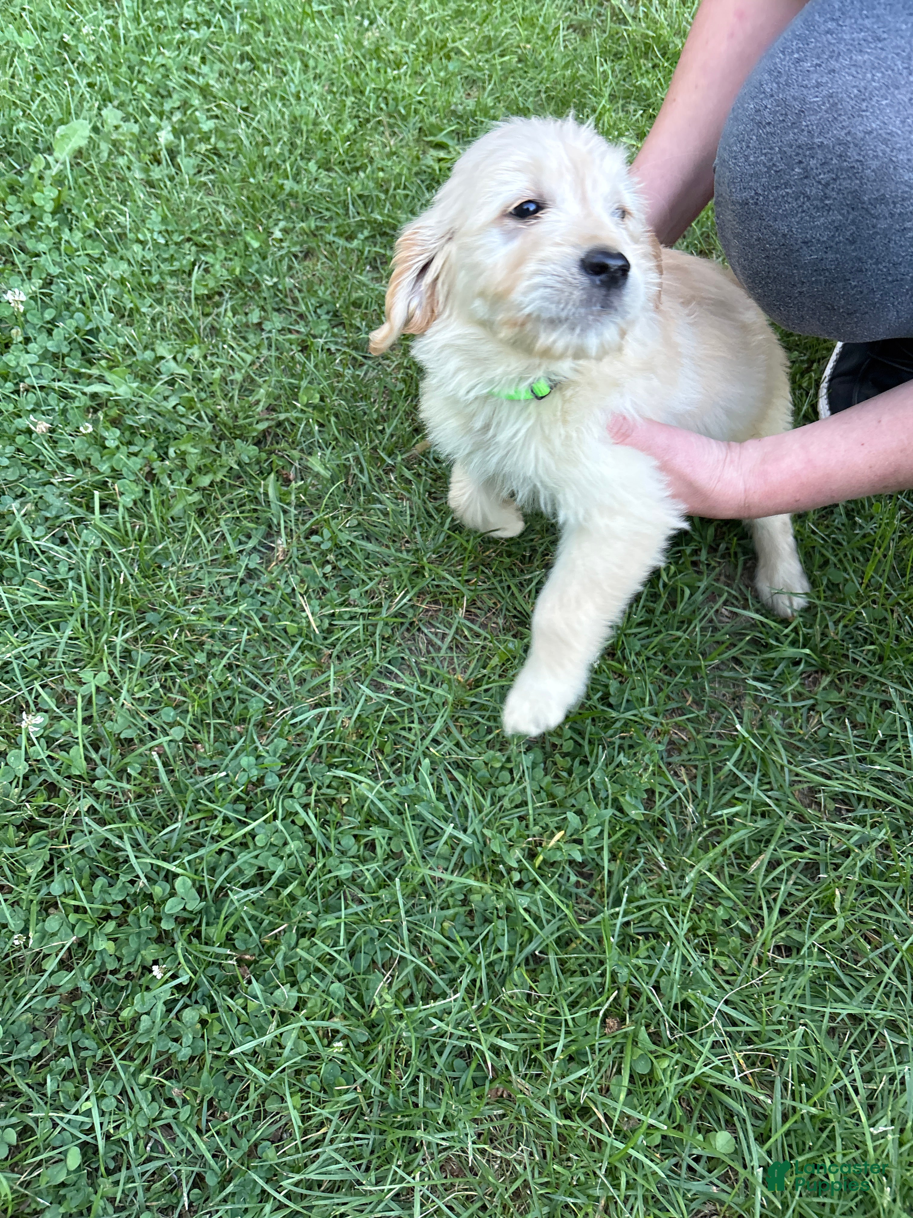 Golden Retriever dogs Light green - Ad 9