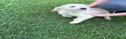 Golden Retriever dogs for sale: Light green - Ad 1