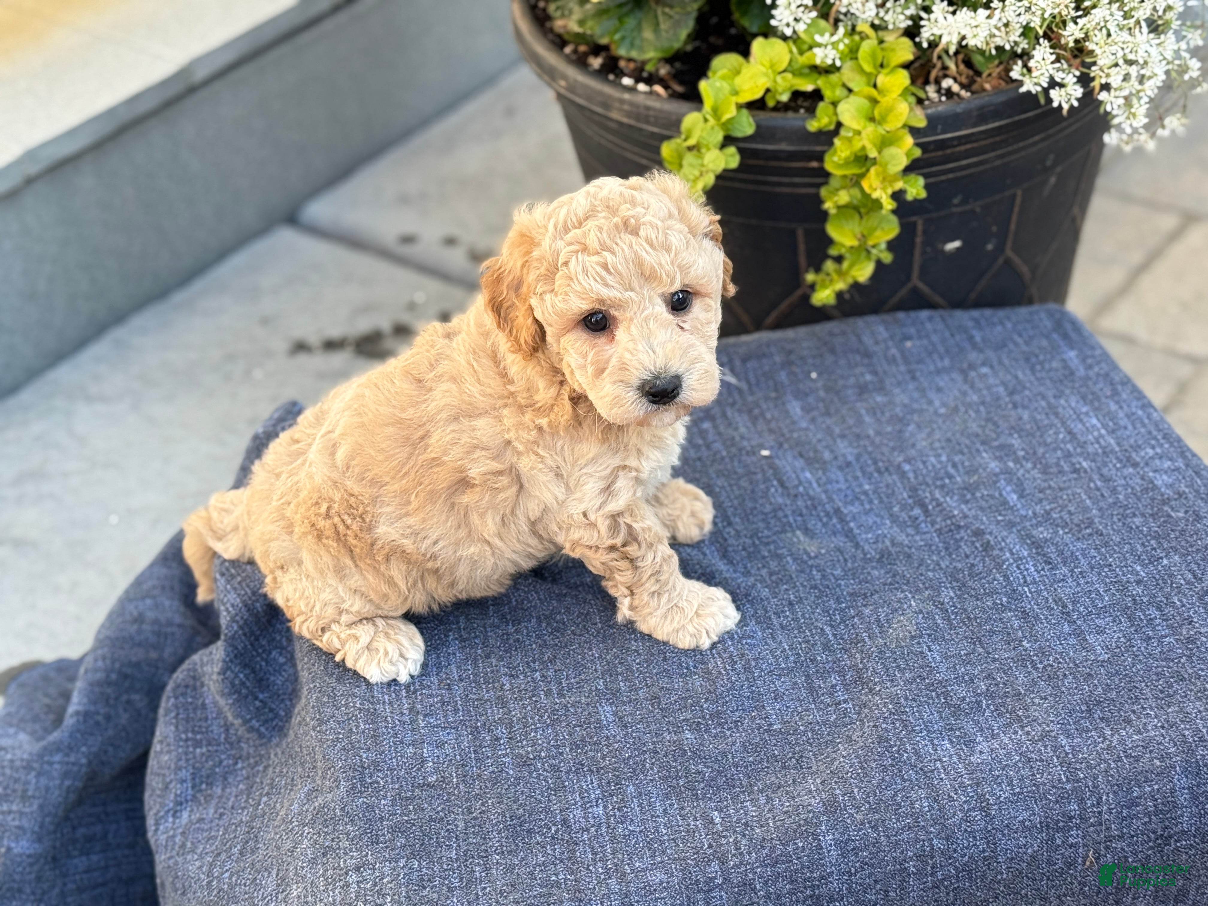 Bichpoo dogs for sale: Ford - Ad 8