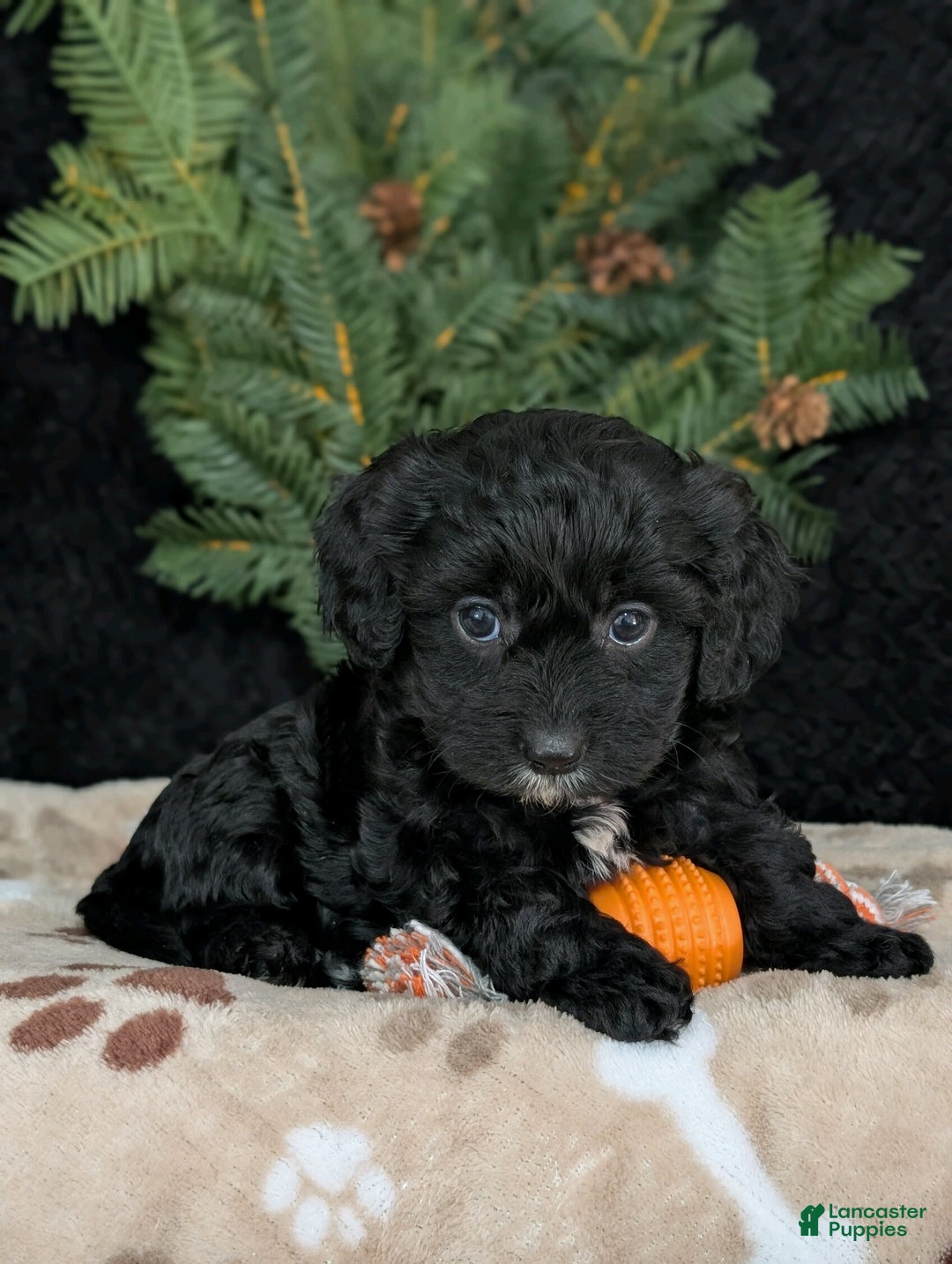 Cavapoo dogs for sale: Bella  - Ad 4