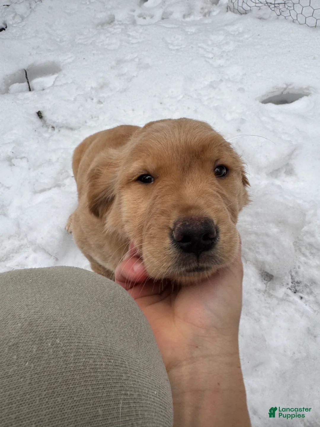 Golden Retriever dogs for sale: Golden Retriever Puppy 1 - Ad 1